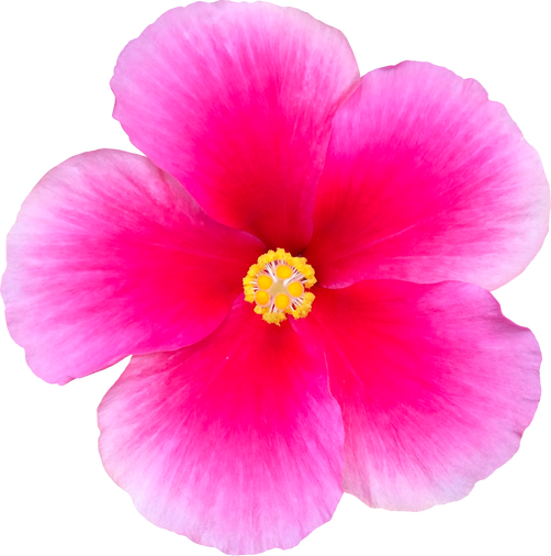 hibiscus flower pink beautiful nature photograph