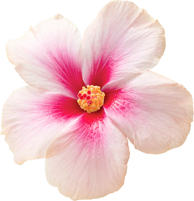 Pink hibiscus flower transparency background.